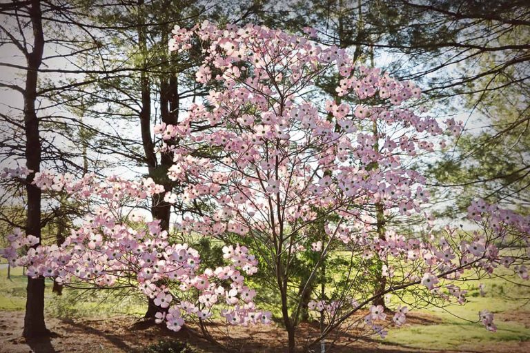 Pink Dogwood Tree Origins, Types and Care Plantglossary