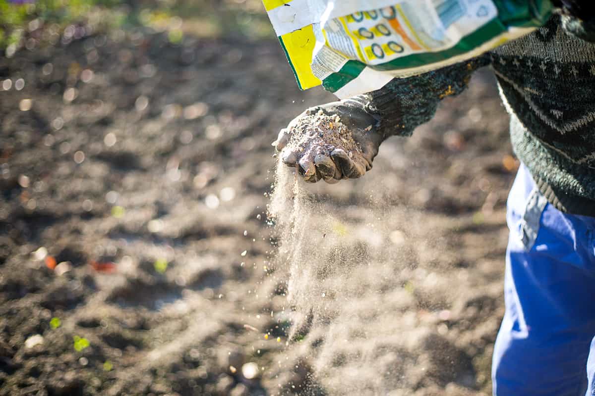 When to Fertilize a Dogwood Tree