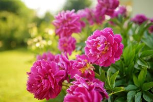 Where Are Peonies Native to