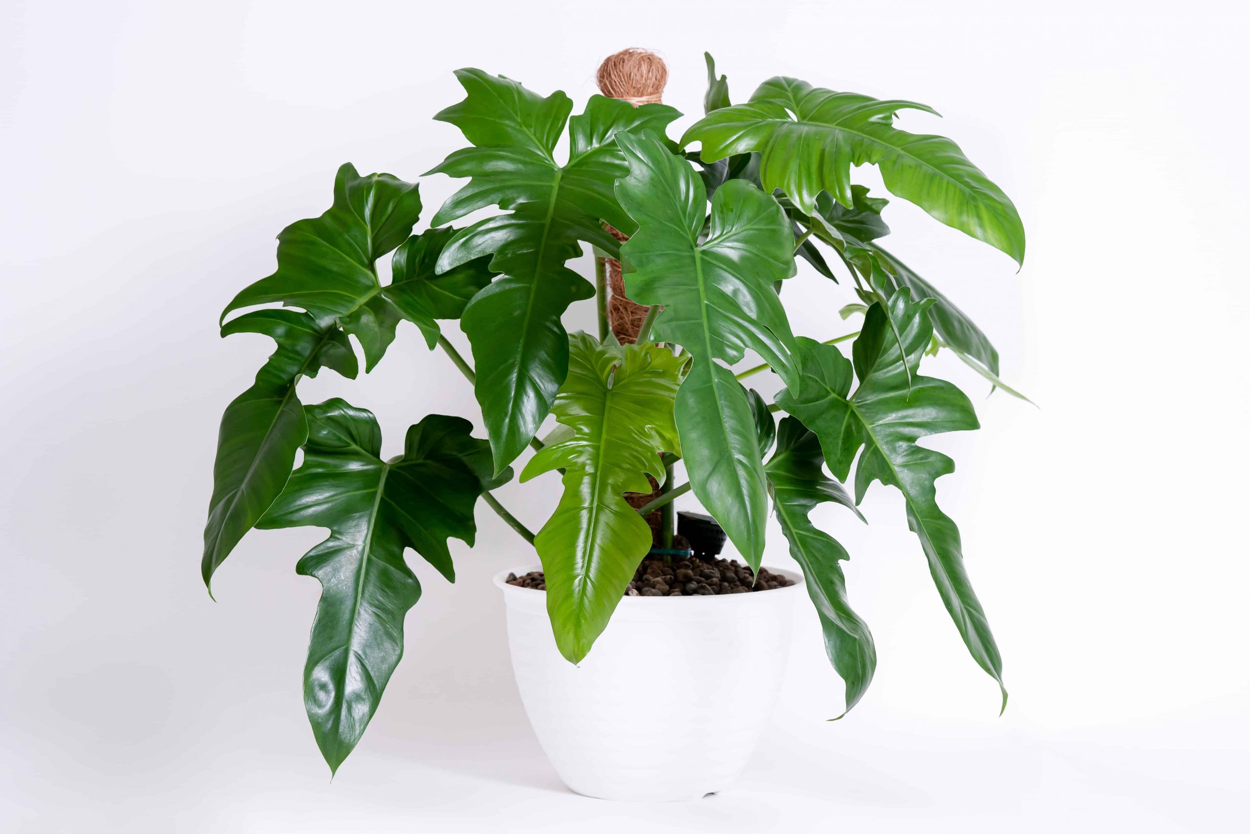 Why Do Philodendrons Have Split Leaves