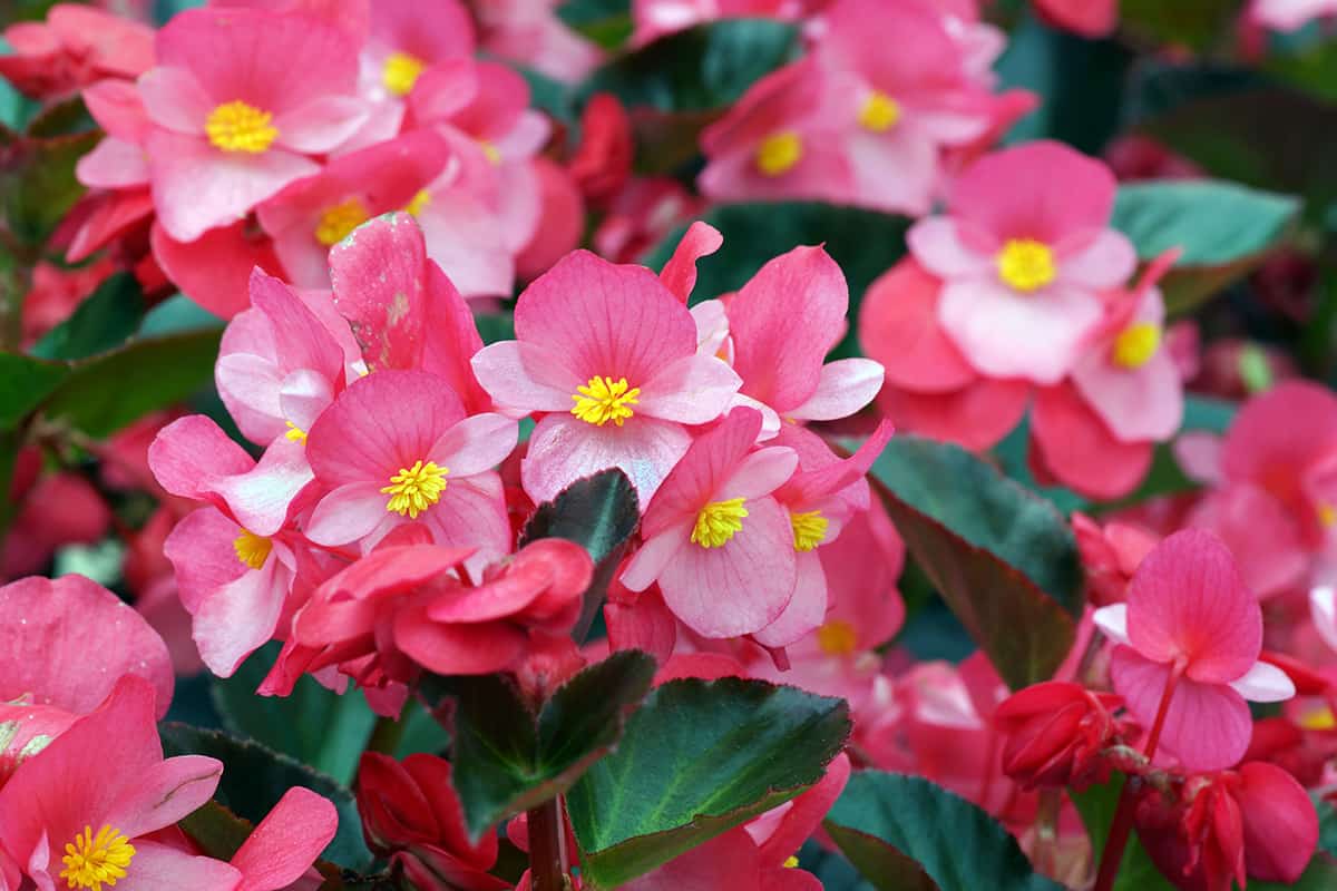 begonias