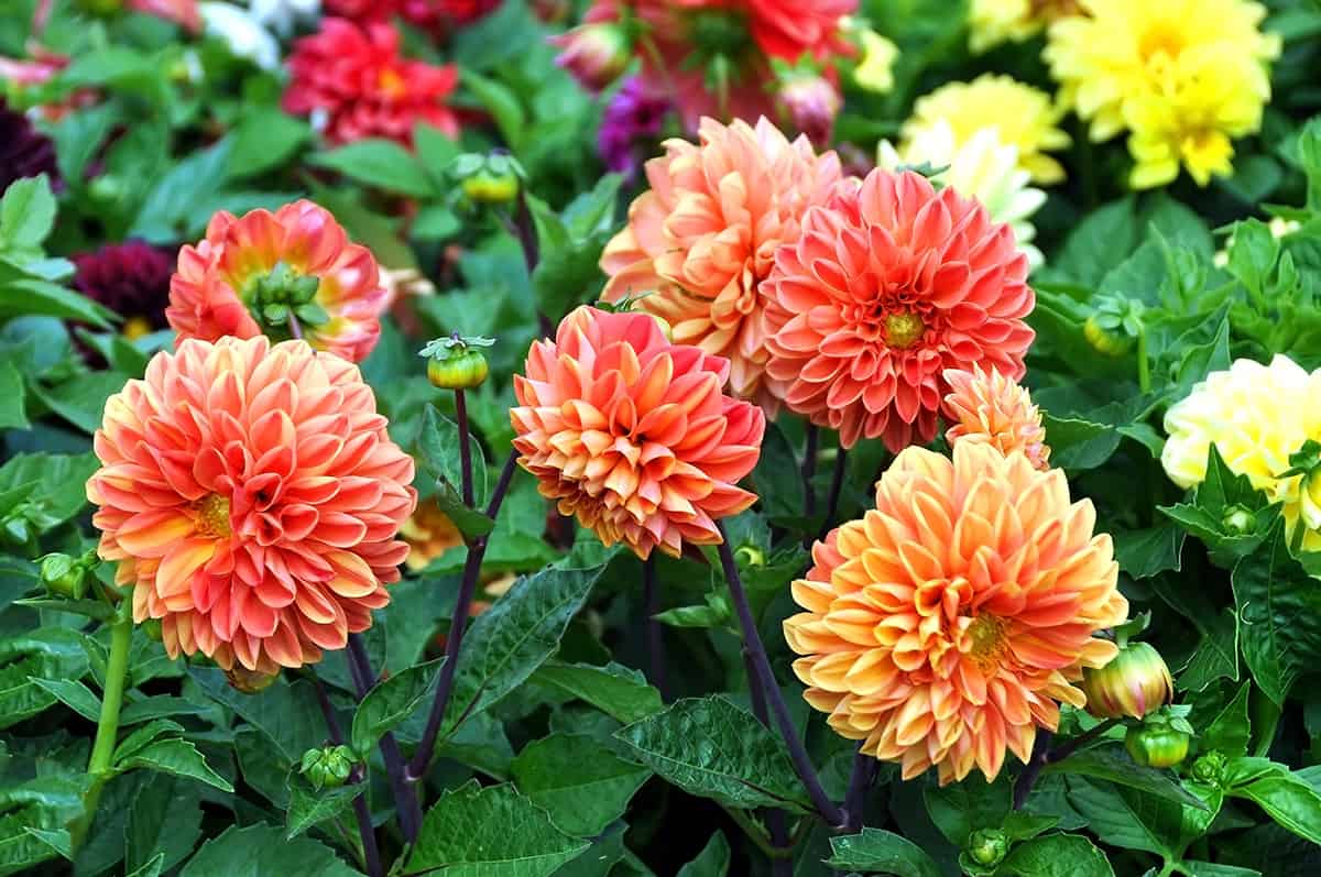 dahlias