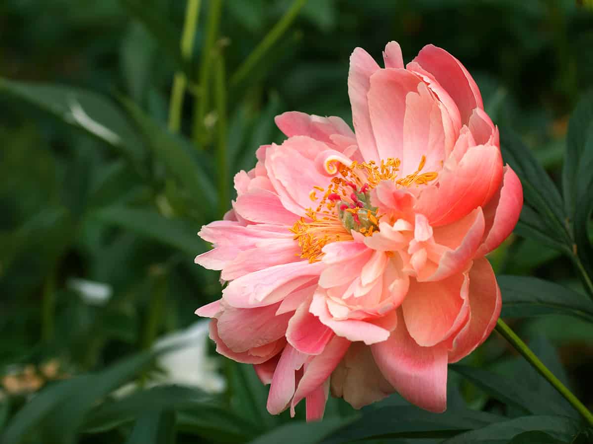 paeonia coral charm