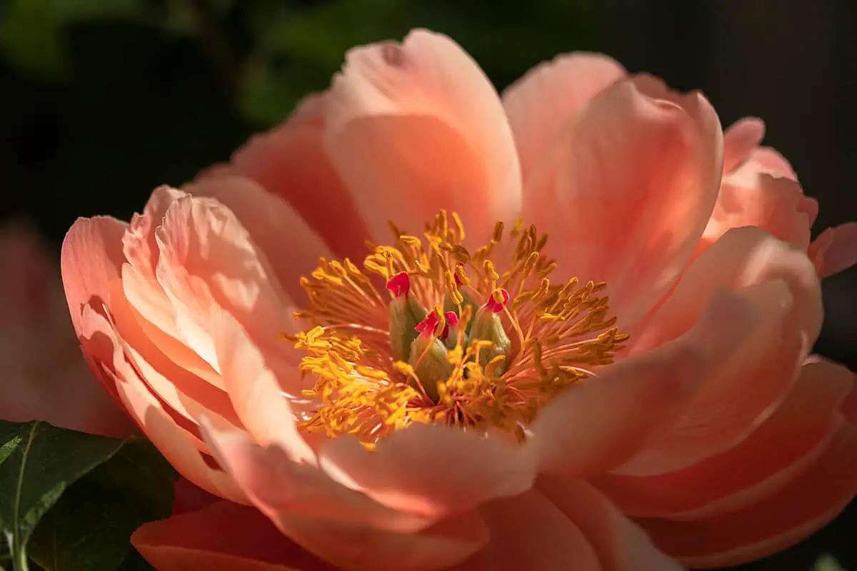 paeonia coral sunset