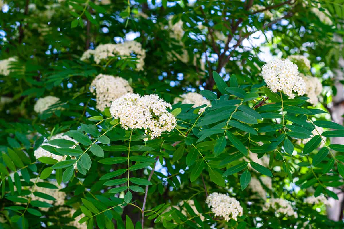 American Mountain Ash