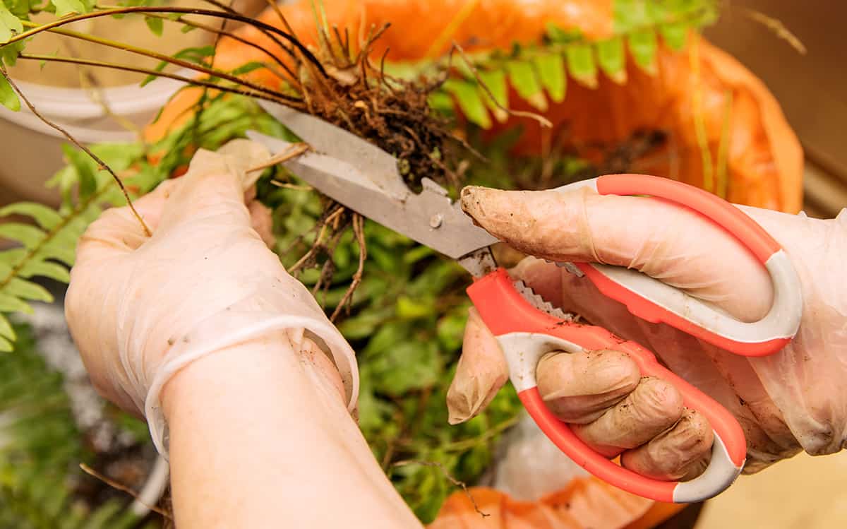 Best Time to Transplant Ferns