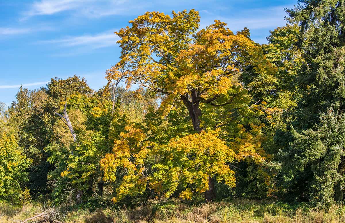 Bigleaf Maple