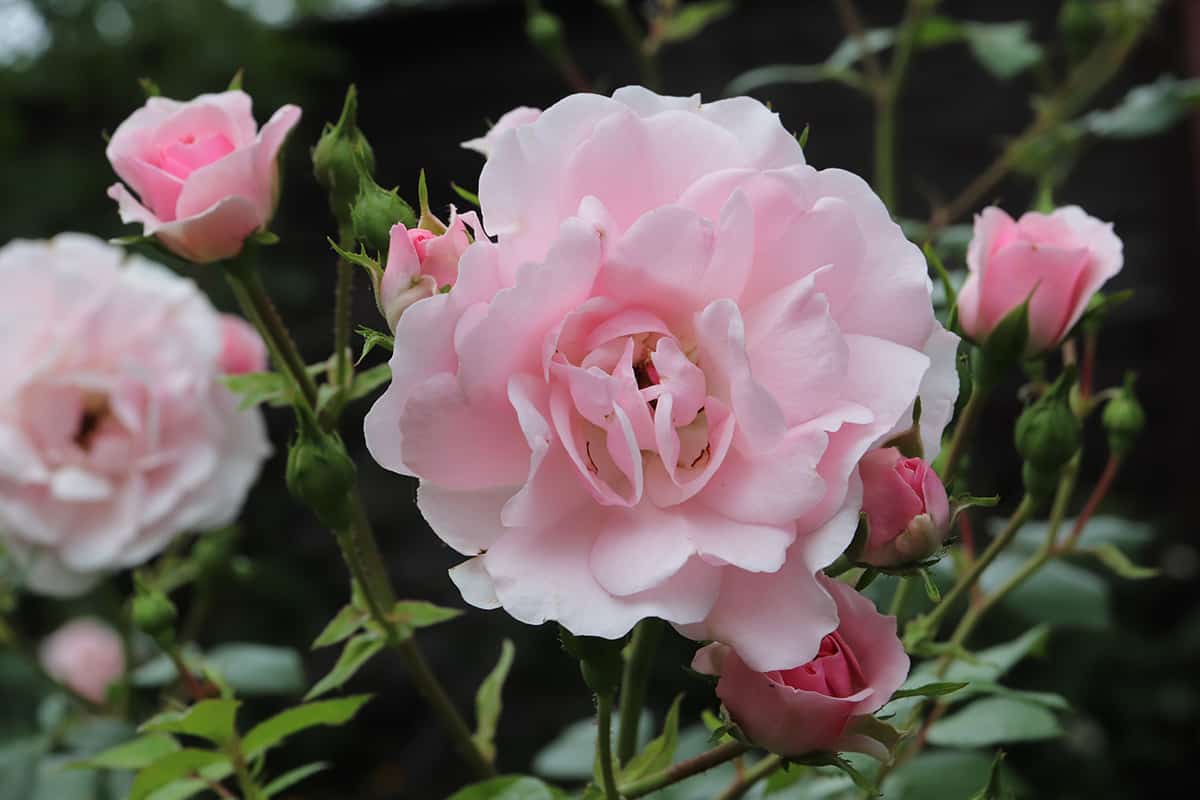 Bonica’ Floribunda Rose