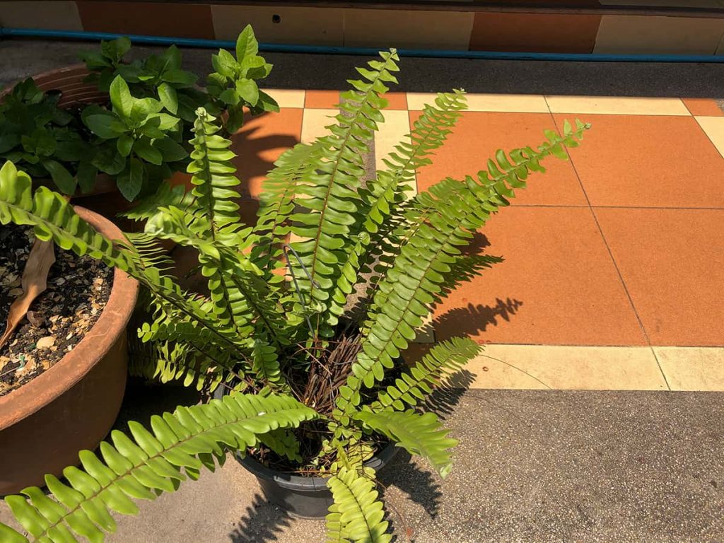6 Ferns for pots in full sun Plantglossary