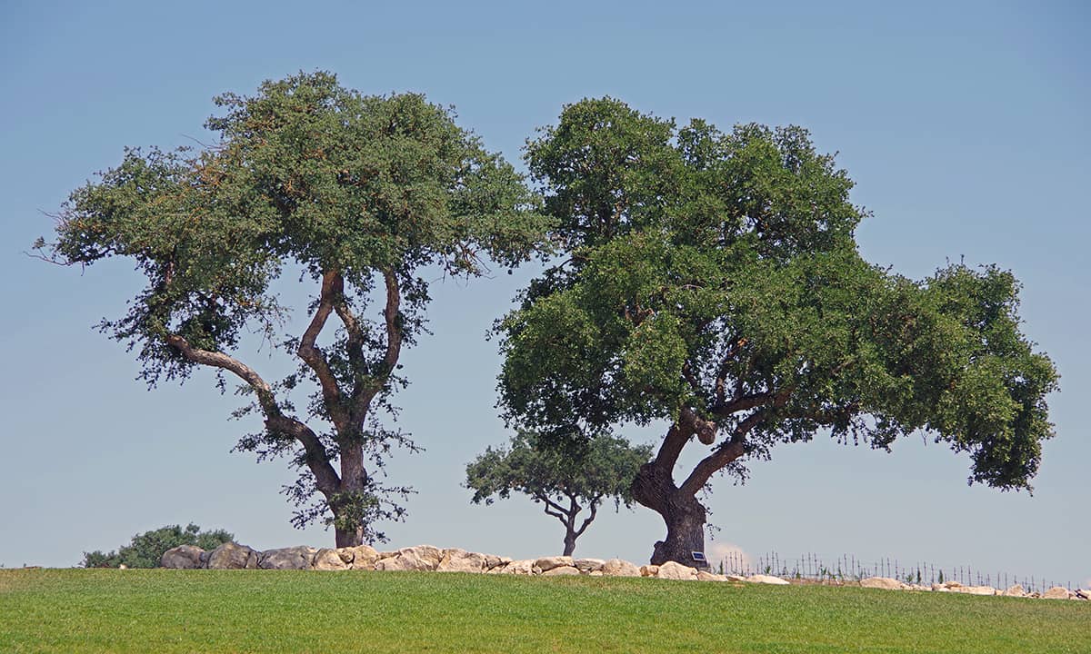 Coast Live Oak