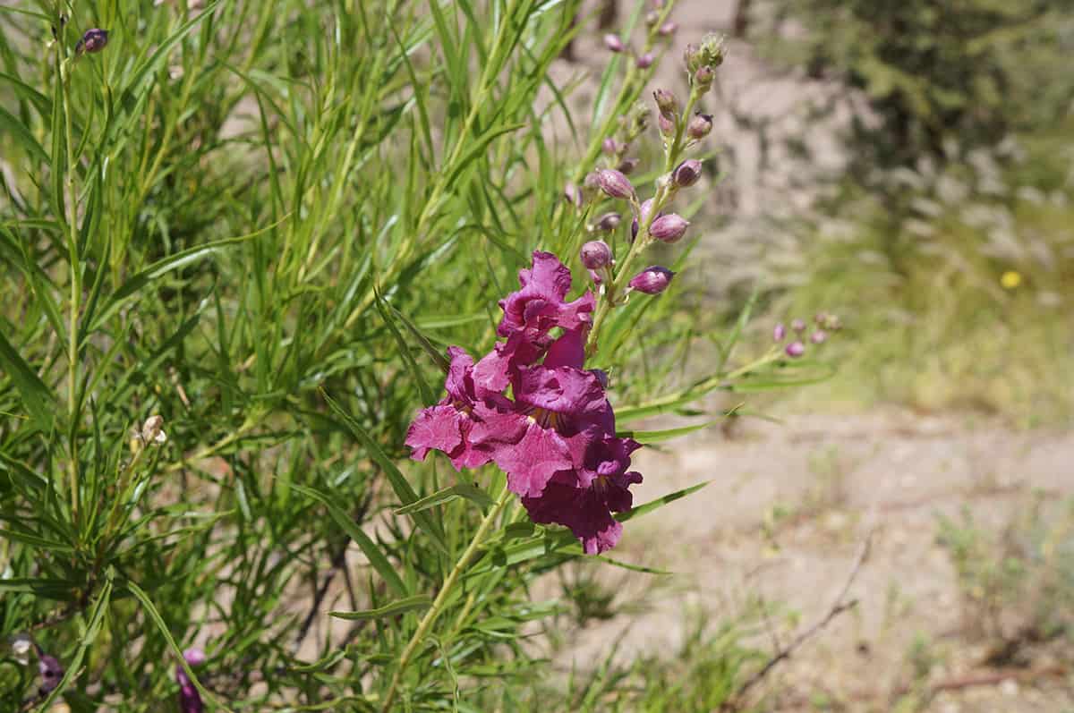 Desert Willow