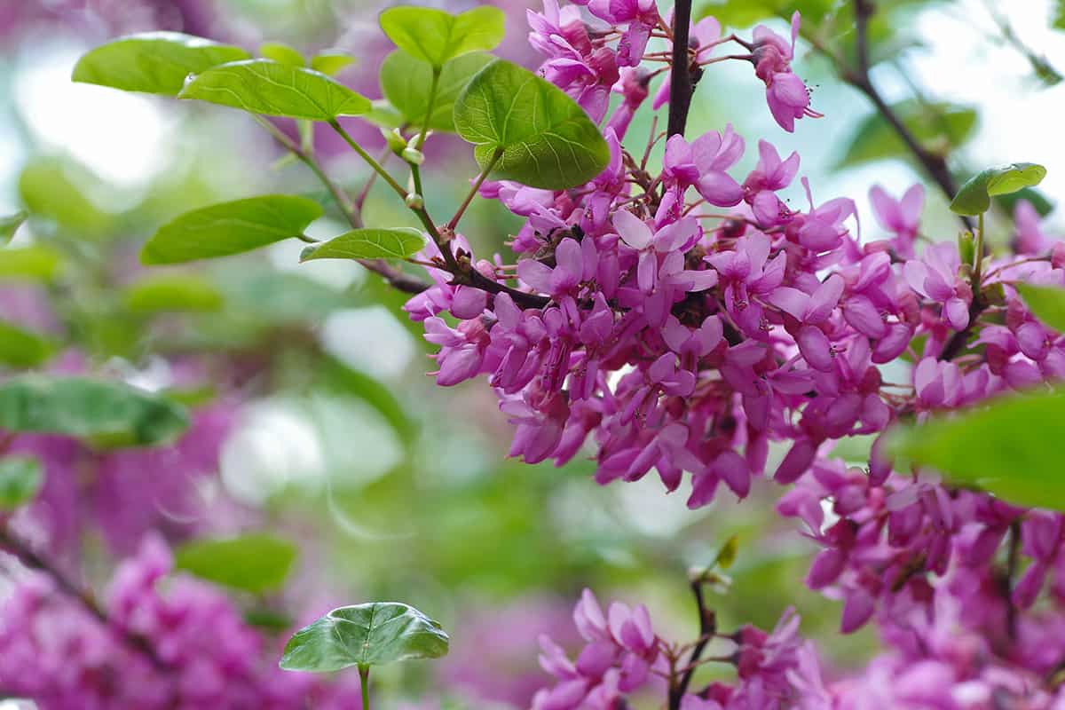 Eastern Redbud