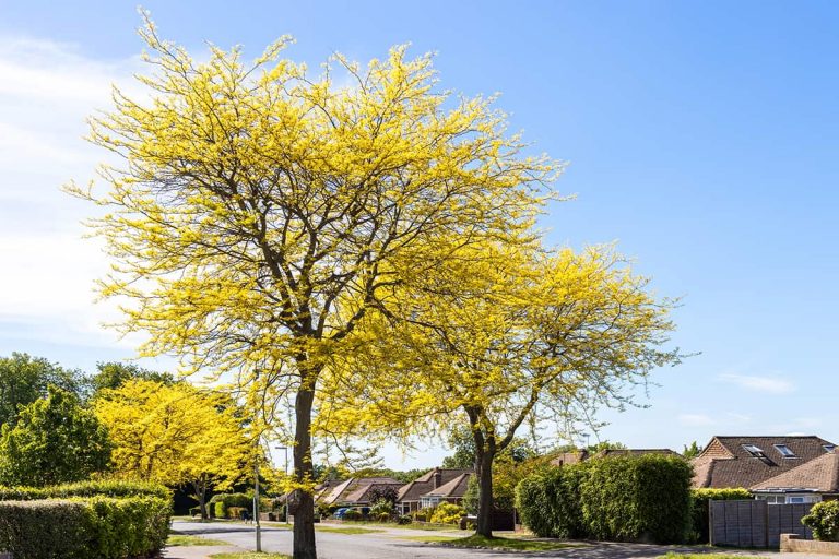 5 FireResistant Trees (with Growing Info) Plantglossary
