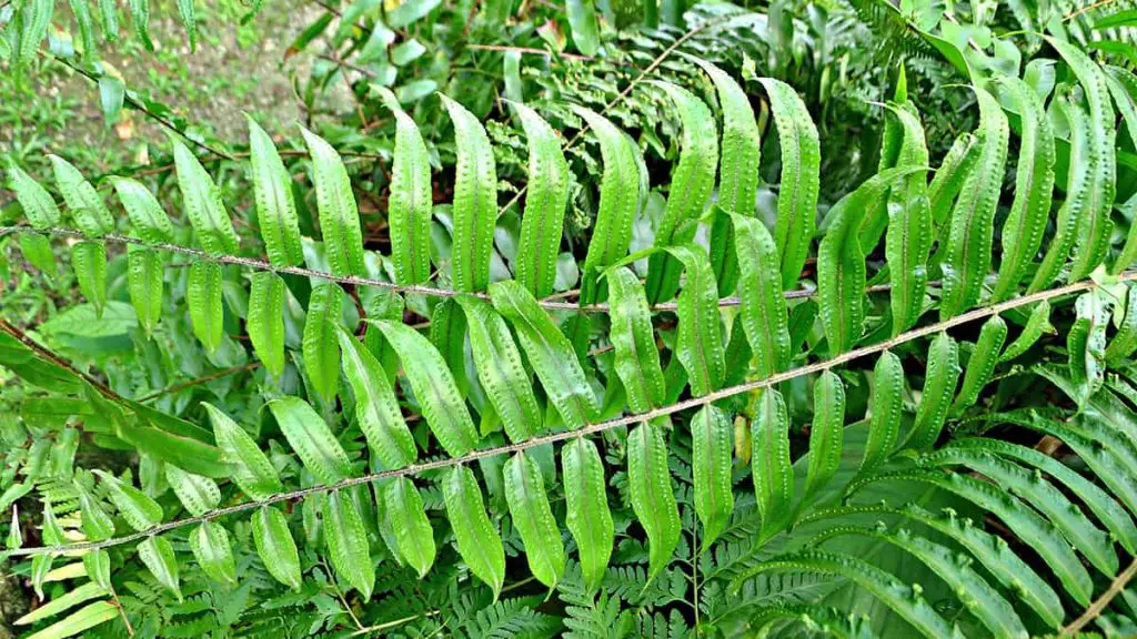 18 Different Types of Ferns (with Pictures) - Plantglossary