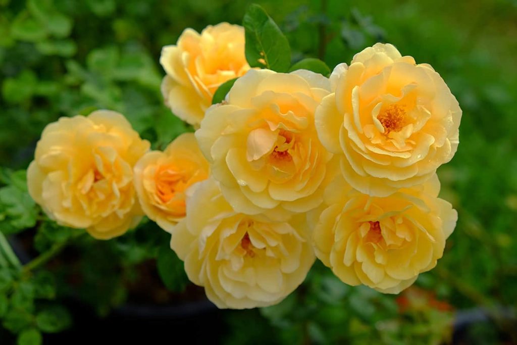 When Do Roses Bloom? Plantglossary