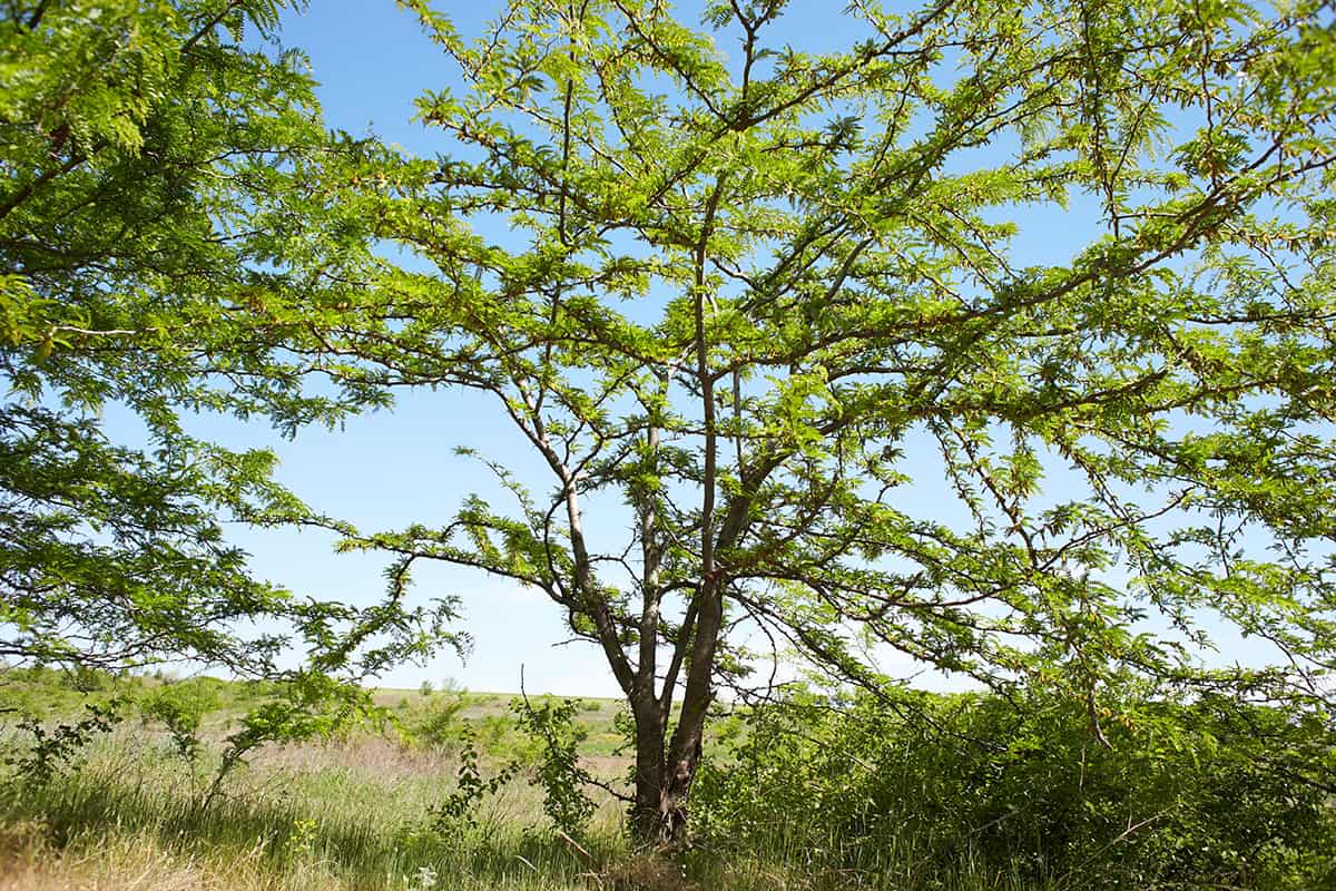 Honey Locust