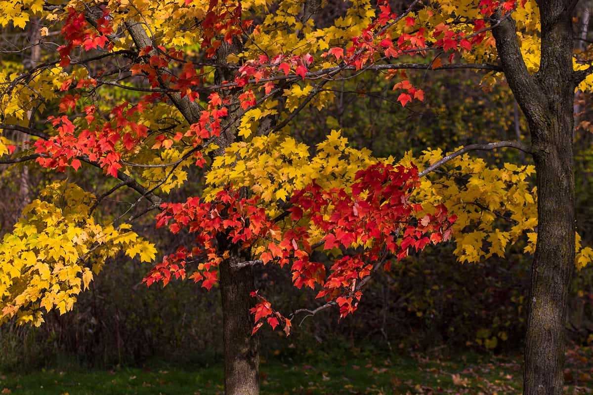 How Long Does the Sugar Maple Live