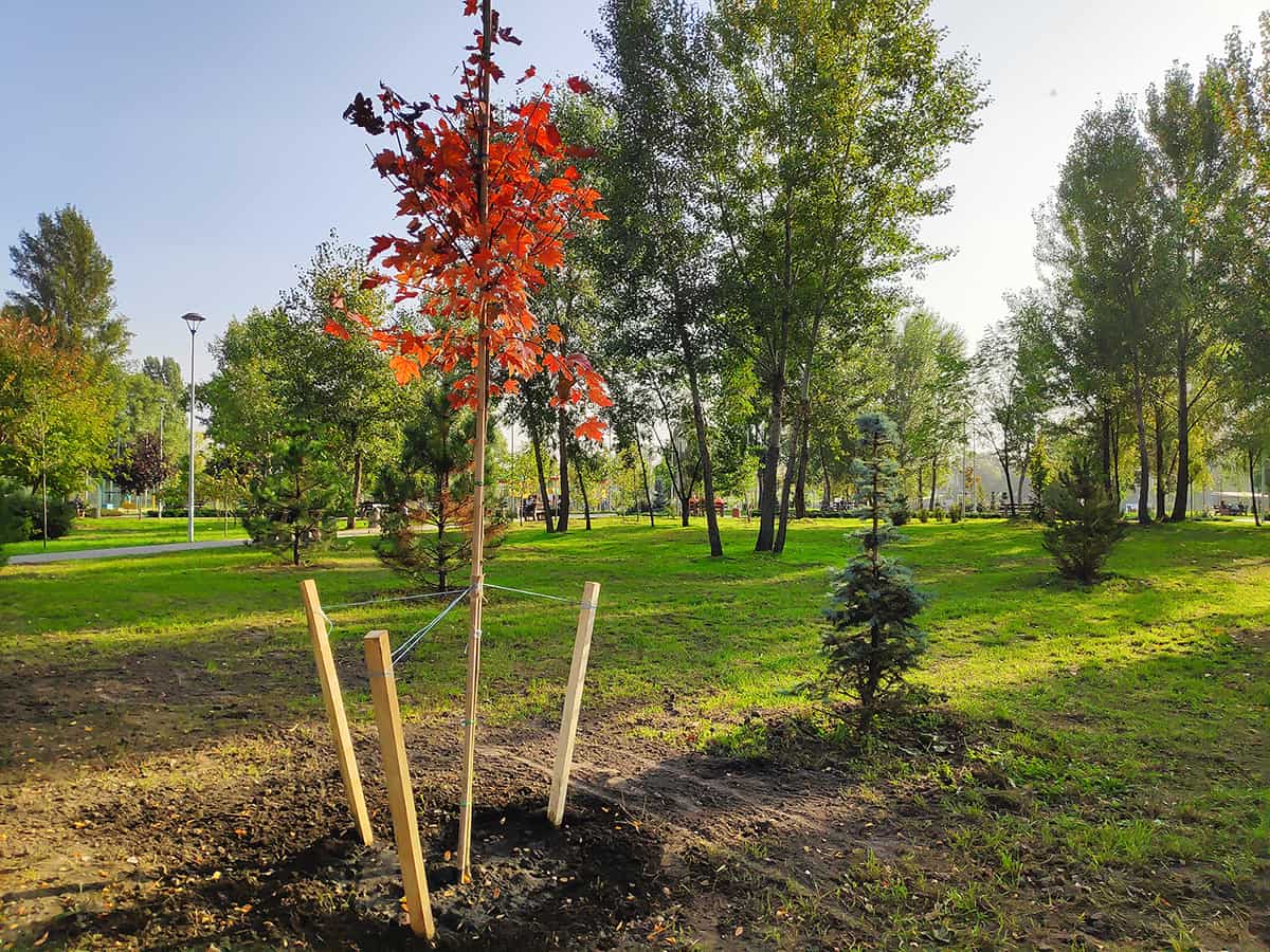 How To Keep Maple Trees Healthy