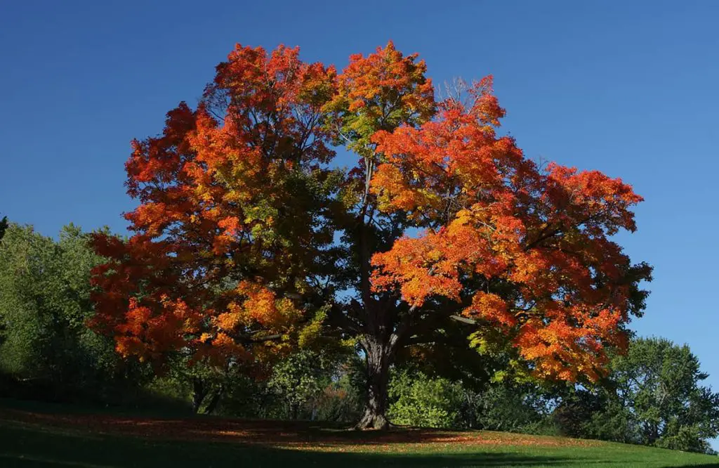 How Long Do Maple Trees Live Plantglossary