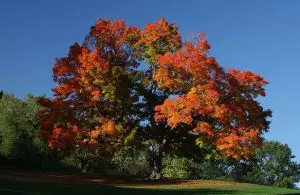 How long do maple trees live