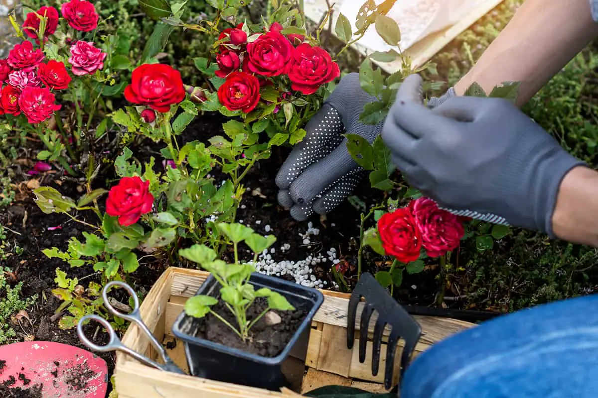 How to Make Roses Bloom More