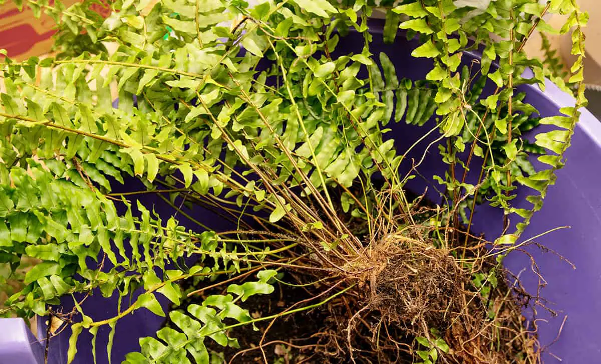 How to Transplant Outdoor Ferns