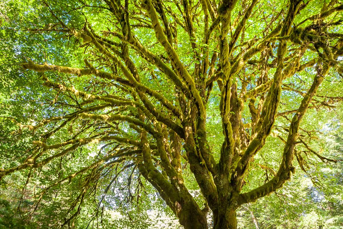 Largest Maple Trees