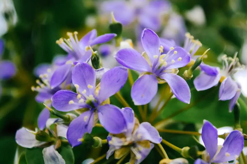 8 Beautiful Purple Flowering Trees In Spring (with Photos) - Plantglossary