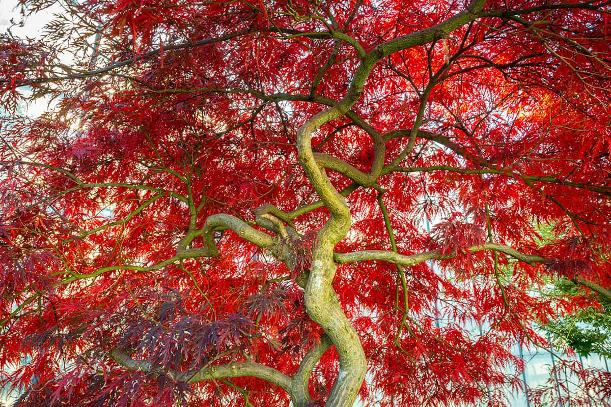 Medium Maple Trees