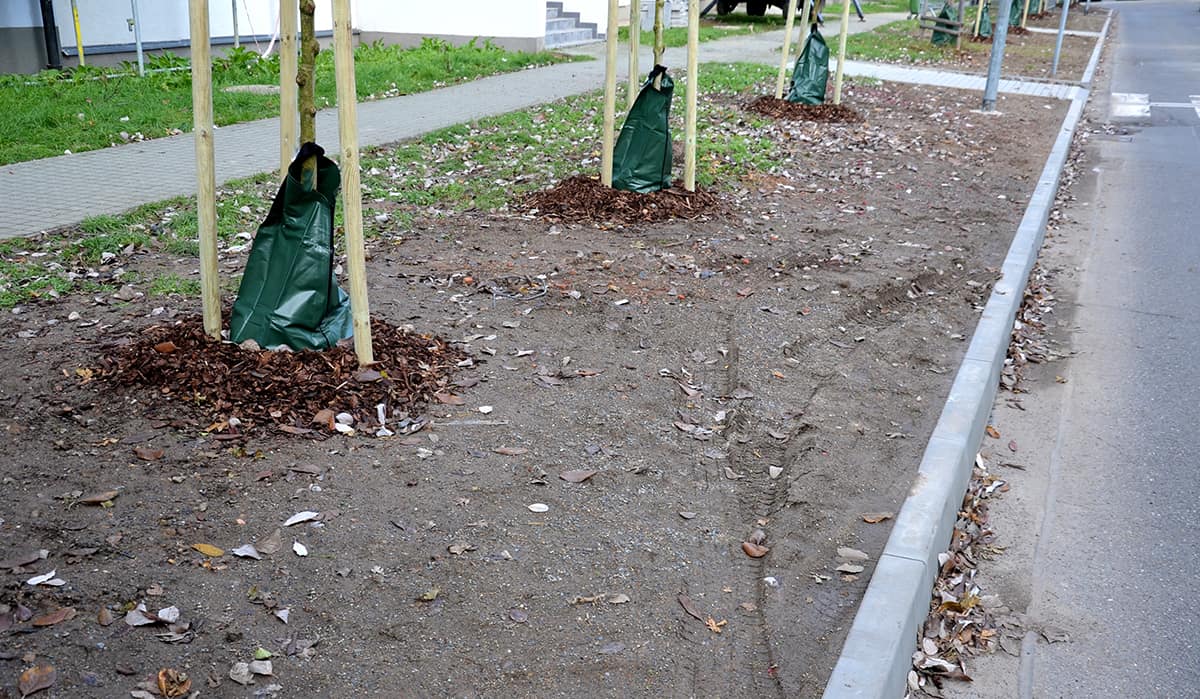 Mulch as a Maple Fertilizer