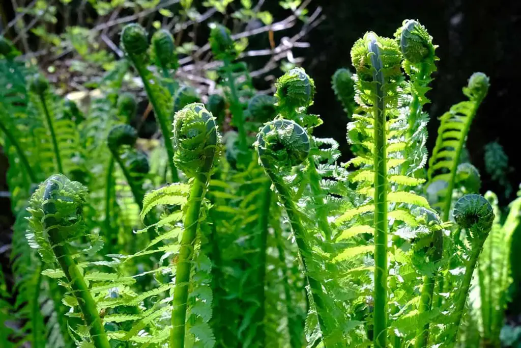 18 Different Types of Ferns (with Pictures) - Plantglossary