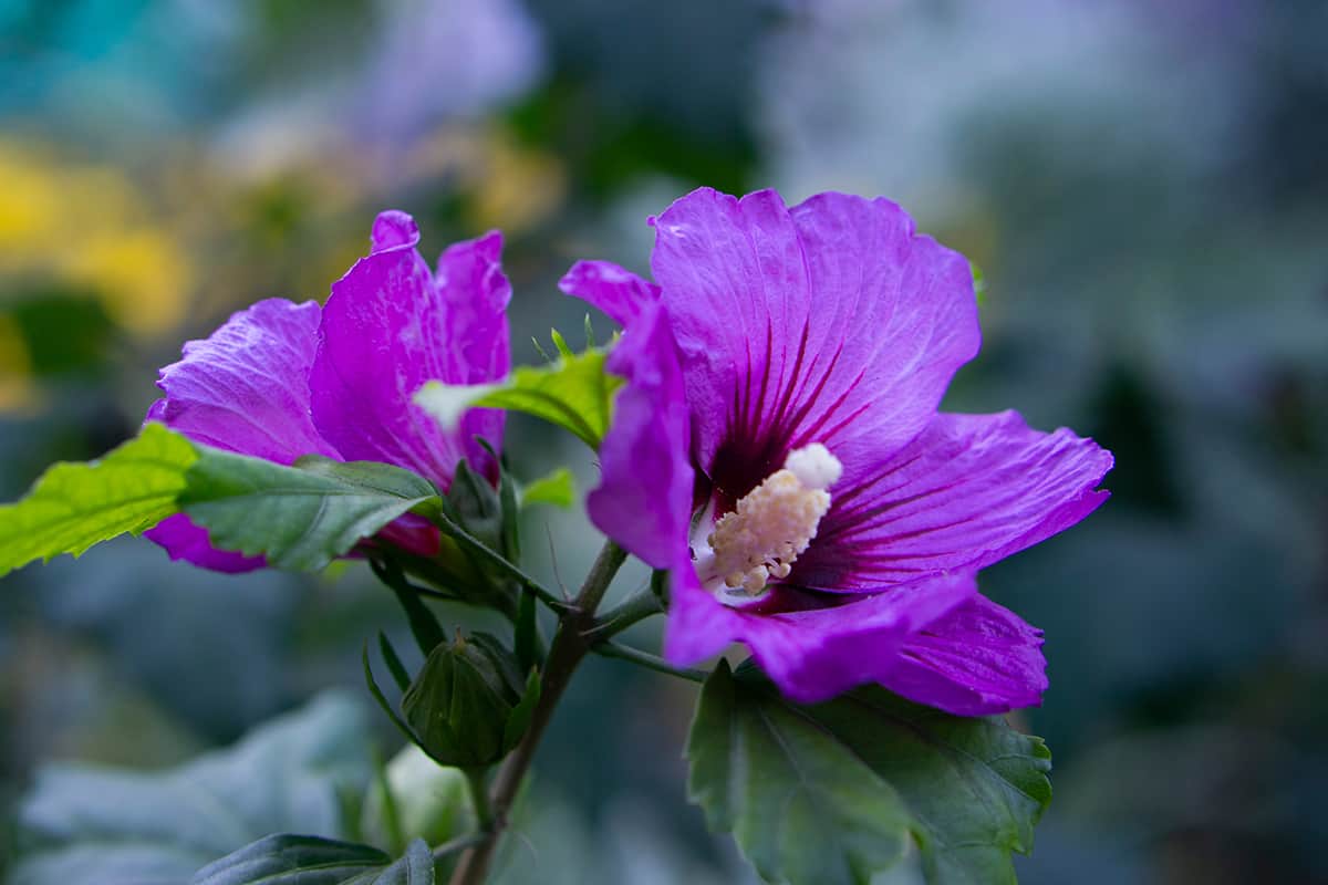 Rose of Sharon