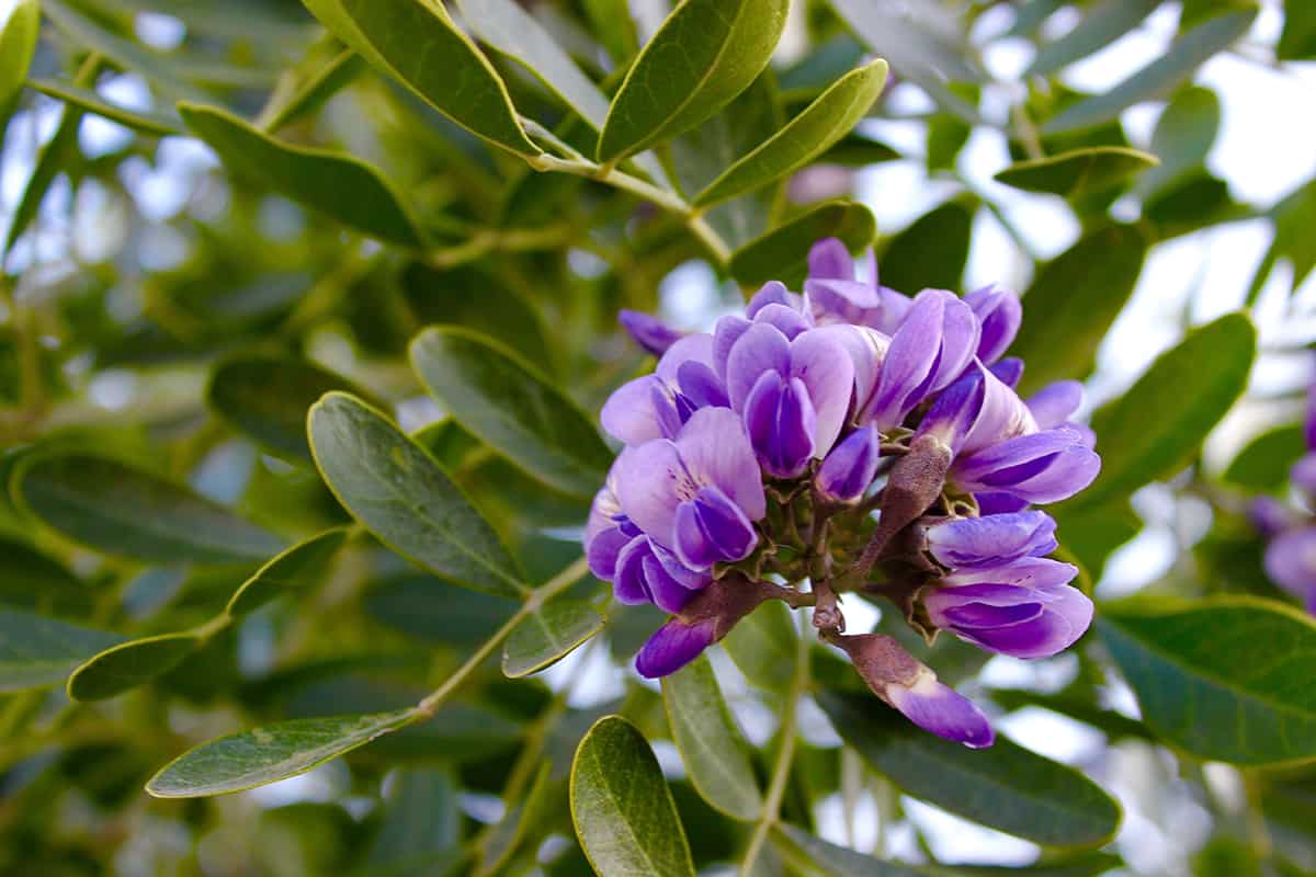 Texas Mountain Laurel