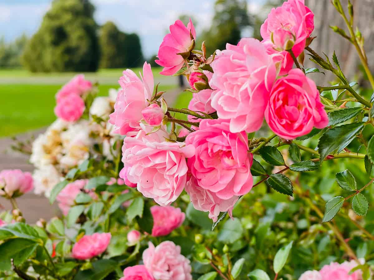 The Fairy’ Polyantha Rose