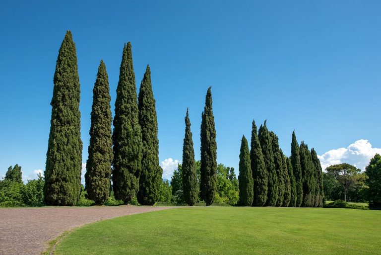 7 Types of Cypress Trees – Background, Qualities and Growing Conditions ...