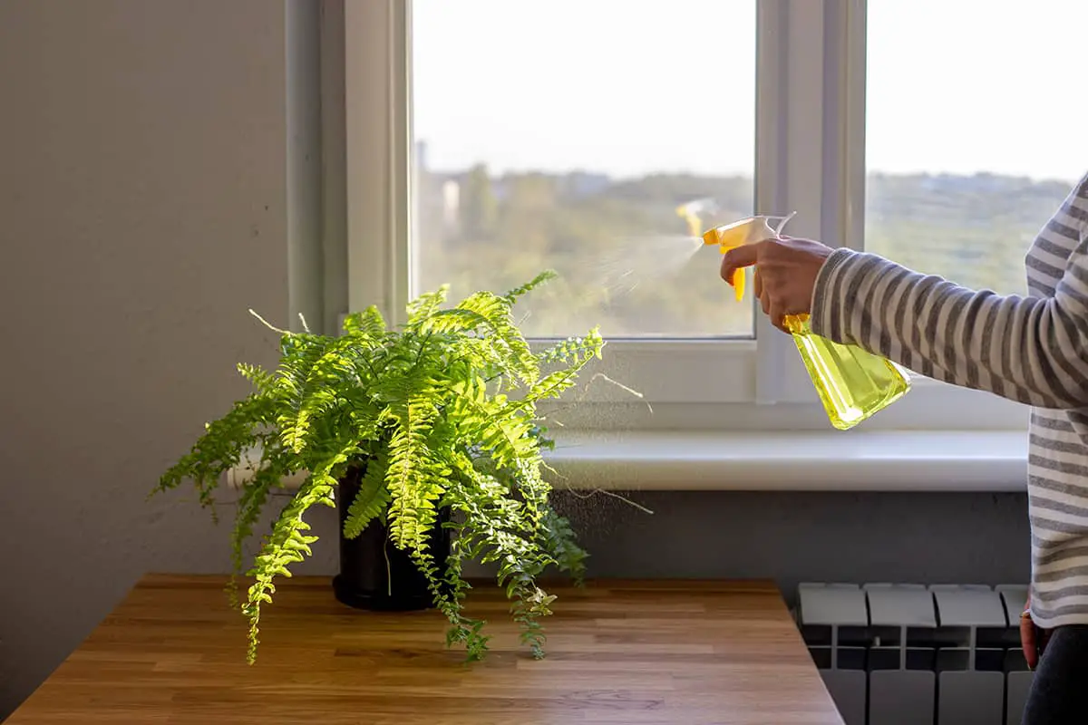 When To Water a Fern Plant