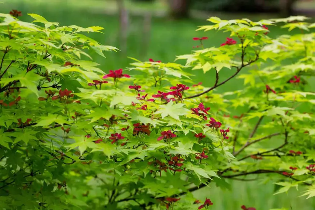 When Do Maple Trees Bloom? - Plantglossary