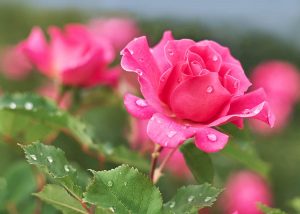 When do roses bloom
