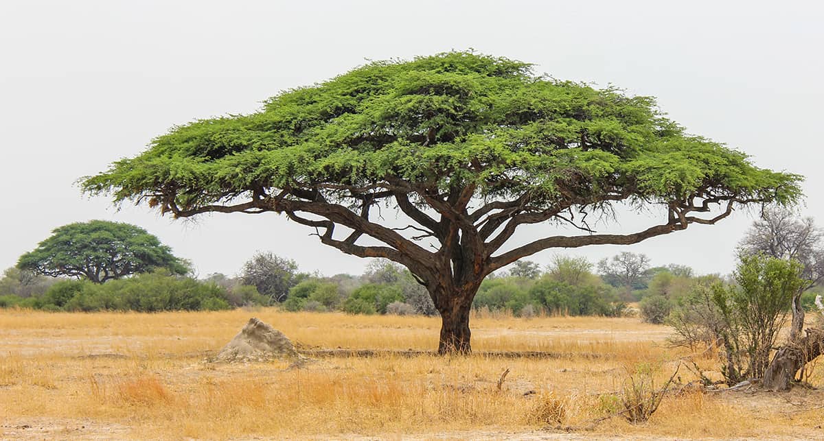 Acacia Trees