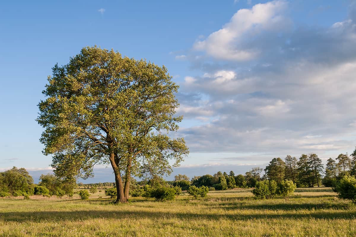 Alder Trees