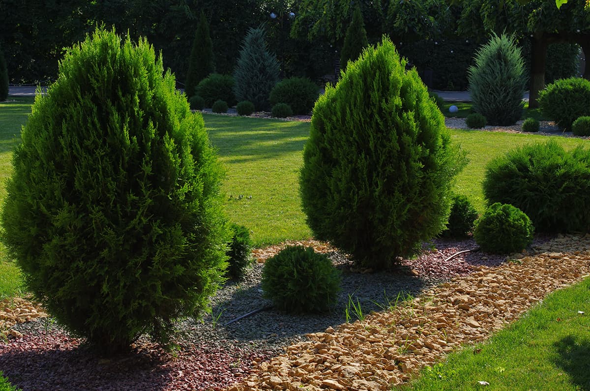 Arborvitae Trees