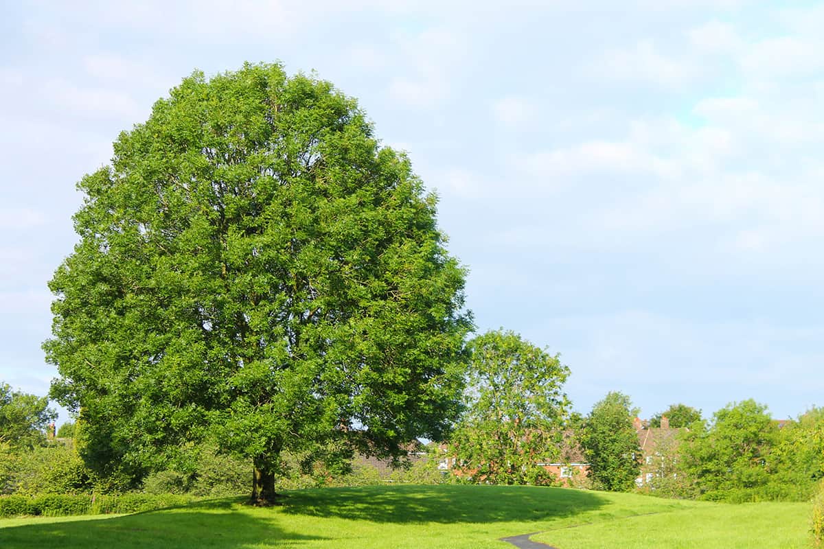 Ash Trees