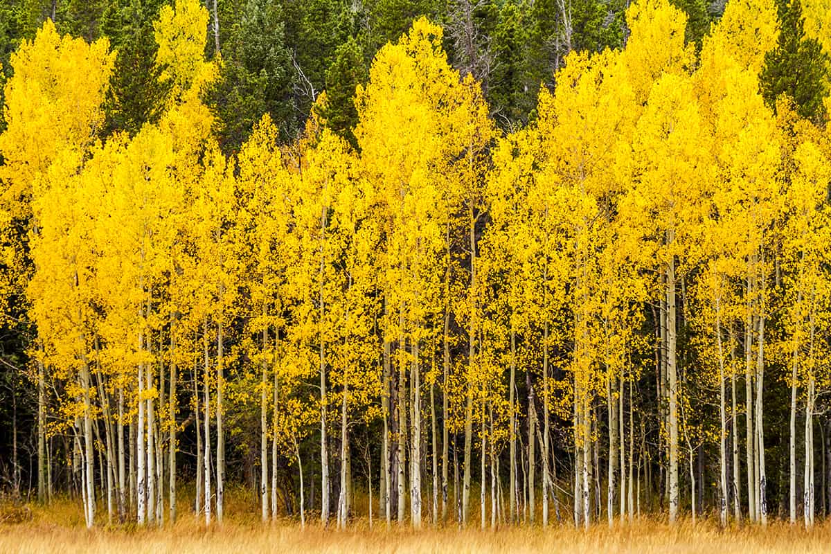 Aspen Trees