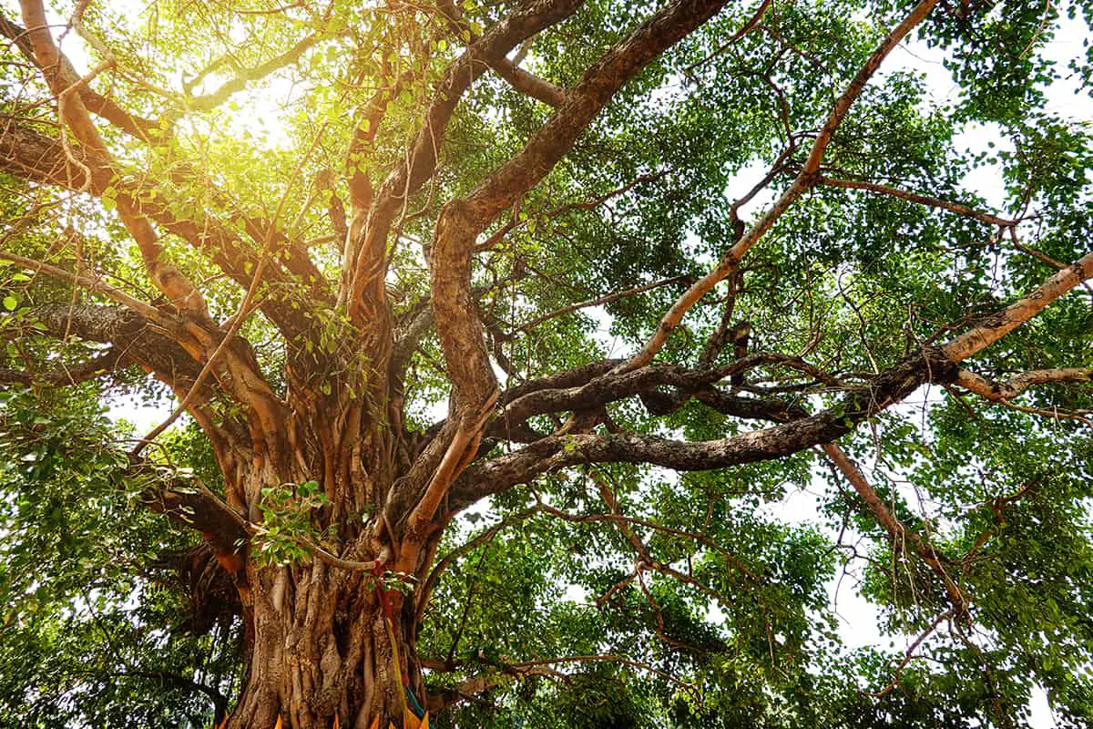Banyan Tree Physical Characteristics