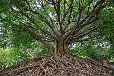 Banyan trees all you need to know