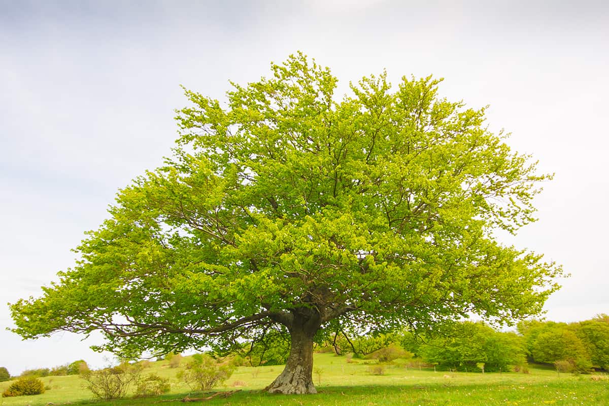 Beech Trees