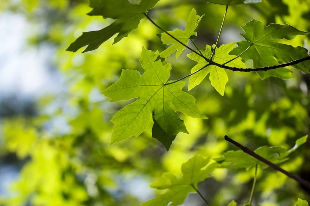 11 Different Types of Maple Trees Plantglossary