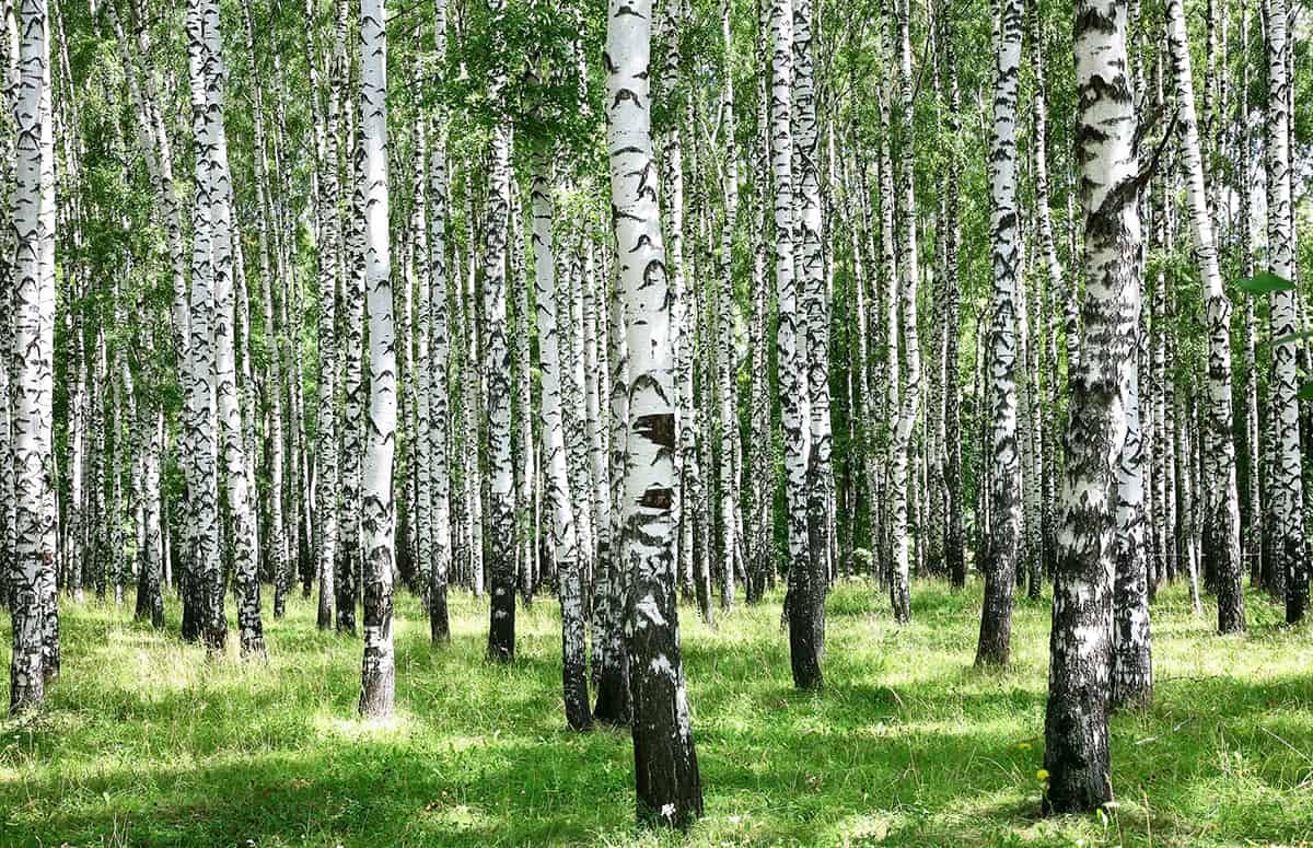 Birch Trees