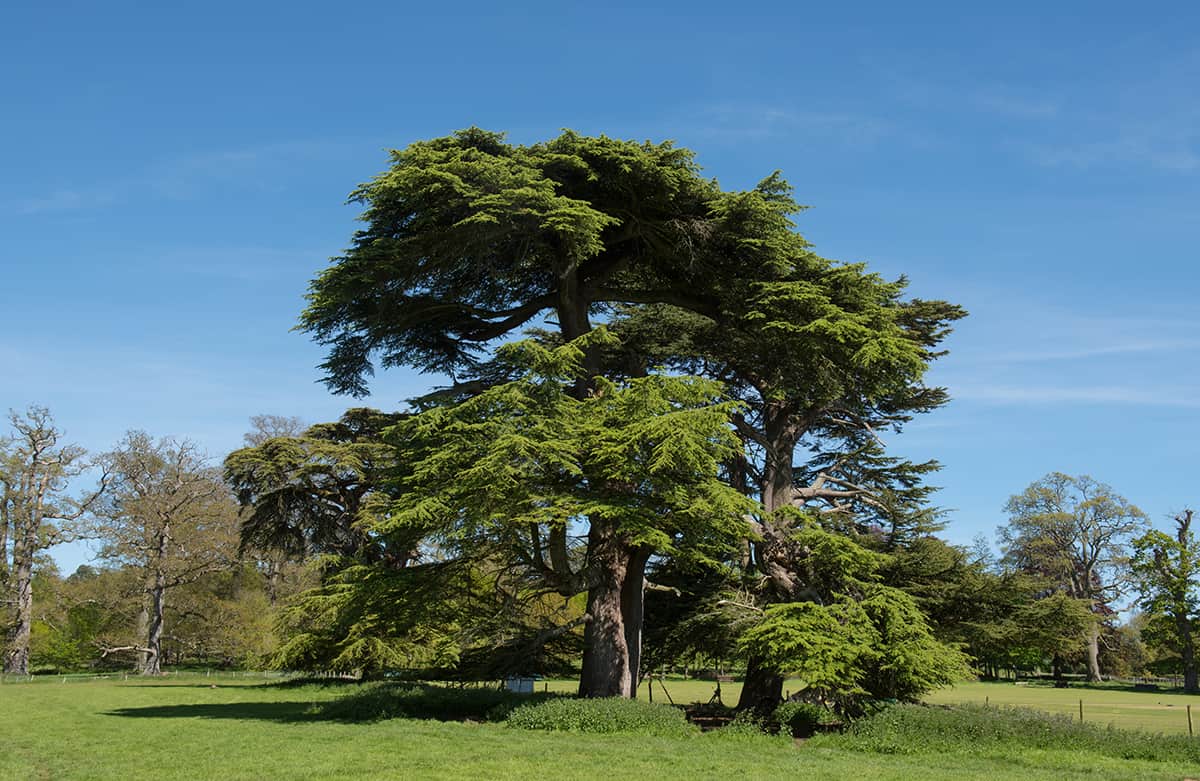 Cedar Trees