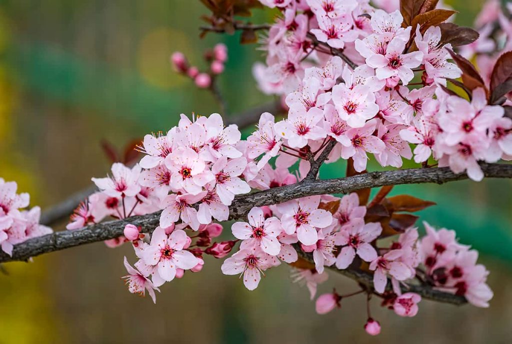 8 Types of Cherry Blossom Trees Discovering Their Unique